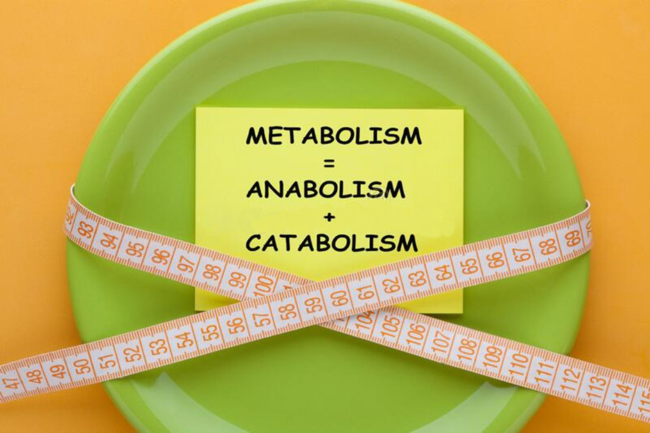 El anabolismo y el catabolismo son dos partes del mismo proceso.